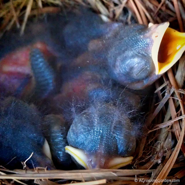 Baby Eastern Bluebirds