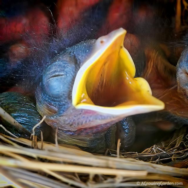 Baby Bluebirds - 5 Days Old