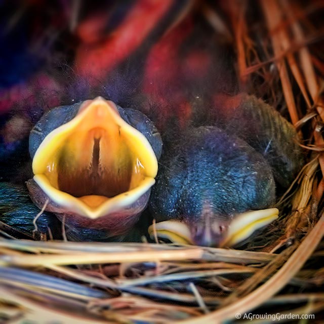 Eastern Bluebird Babies in Nest