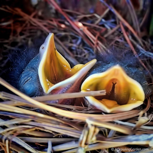 Baby Birds in Nest - Eastern Bluebirds