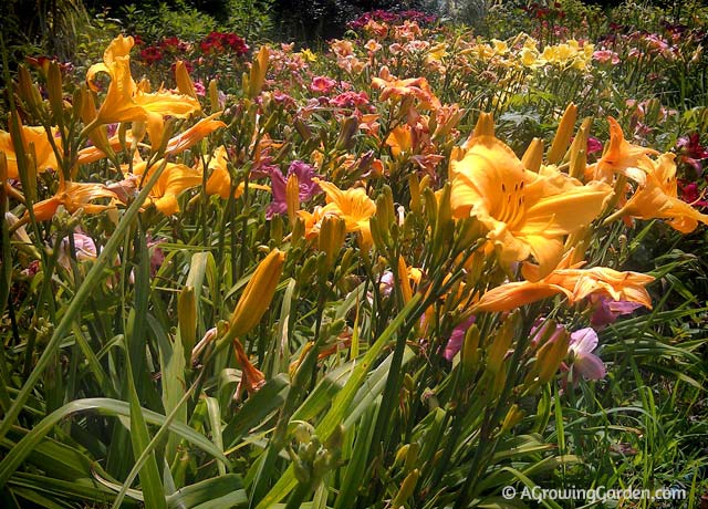 A Daylily Tour!