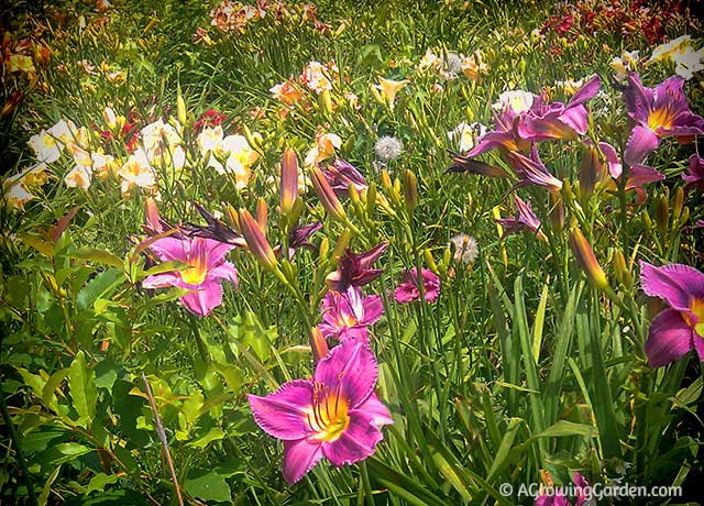 Daylily Fields