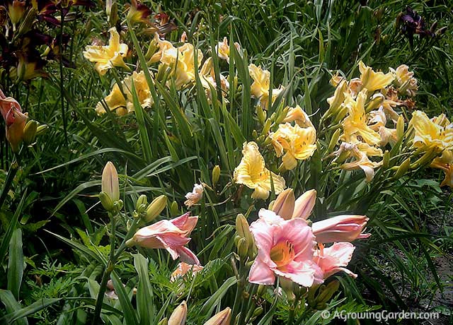 Hemerocallis Daylily