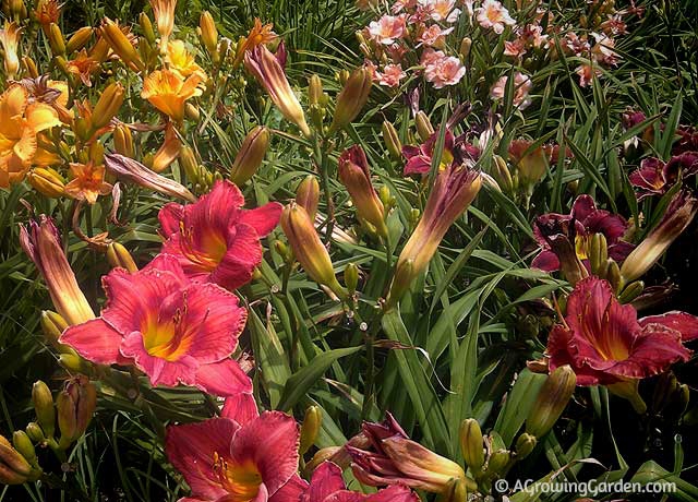 Daylily Flowers