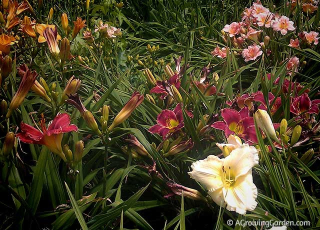 Growing Daylilies