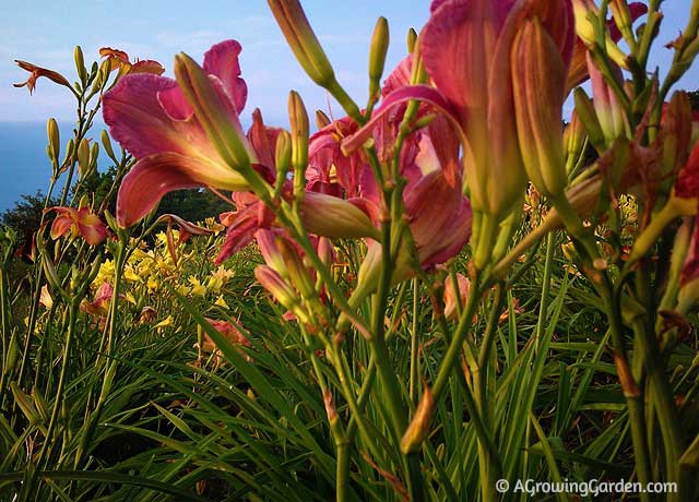 How to grow daylilies