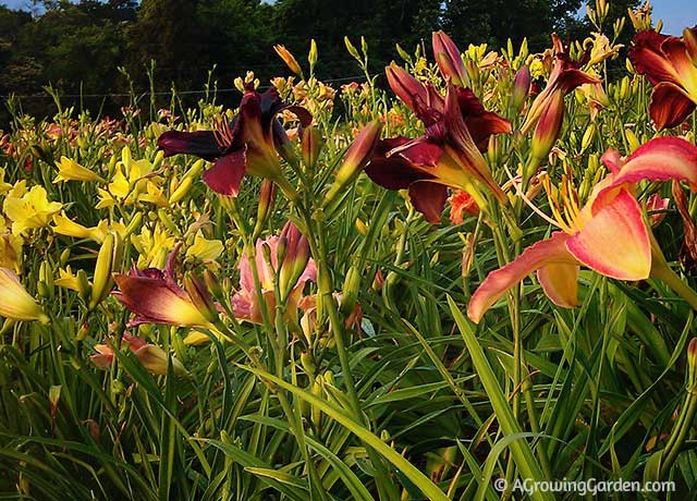 Growing Hemerocallis - Daylilies