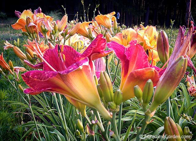 Mixed Daylily Flowers