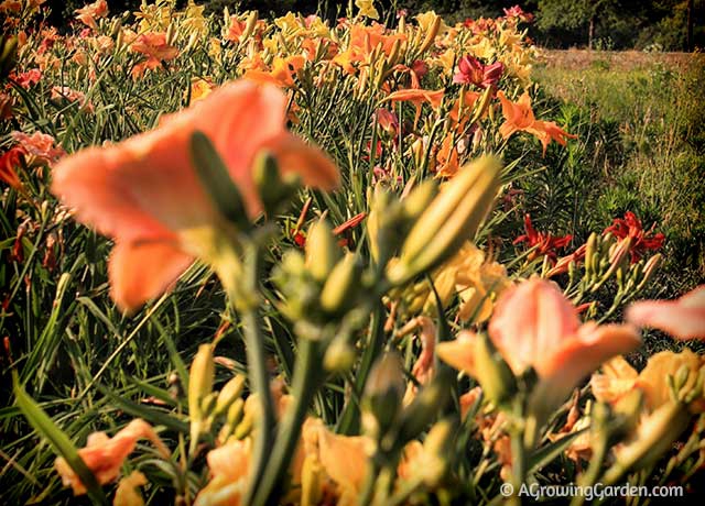 Tours of Daylilies