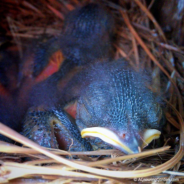 Bluebird Babies - 7 Days Old