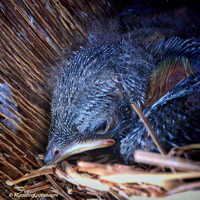 Bluebird Babies and a Fawn