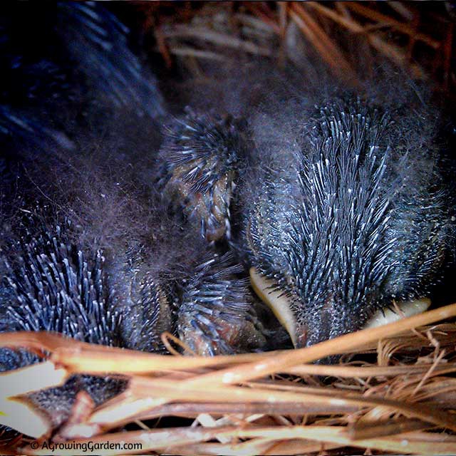 Bluebird Babies - Day 9