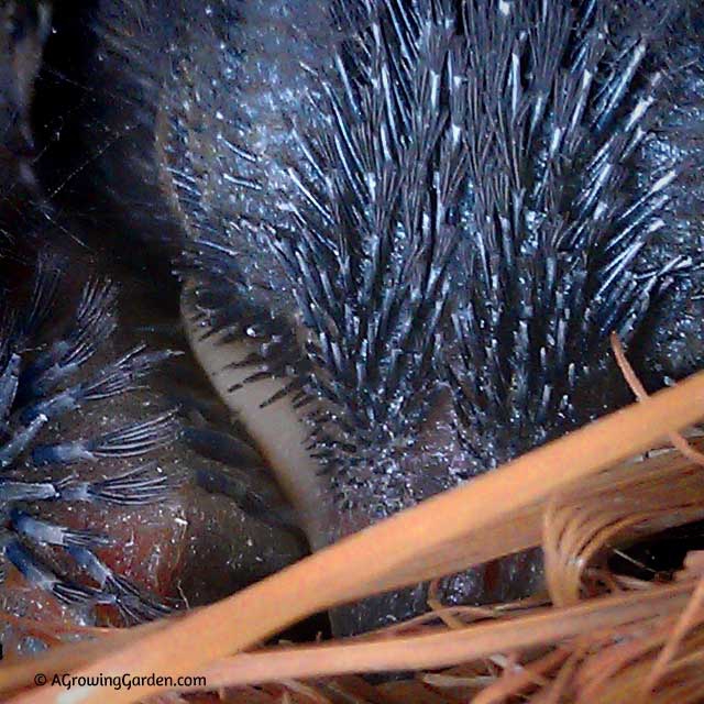 Close Up of Baby Bluebird