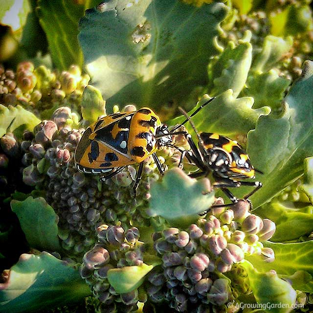 Harlequin Beetles