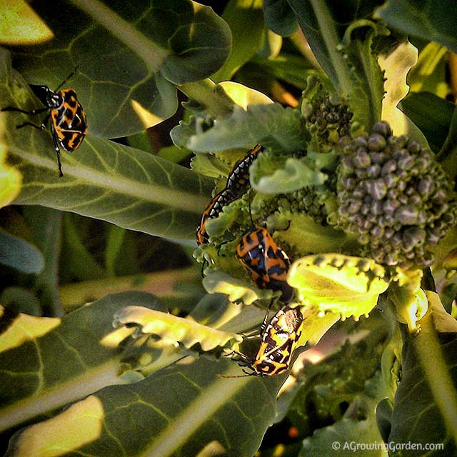 Harlequin Bugs on Broccoli