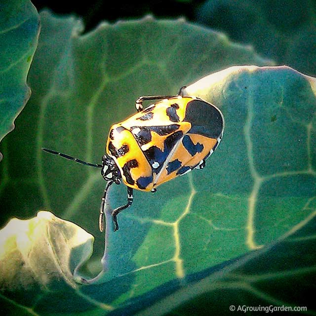 Bugs on Broccoli