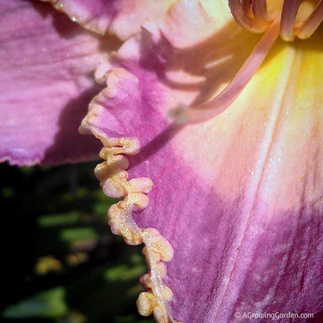 Daylily with Picotee Edge