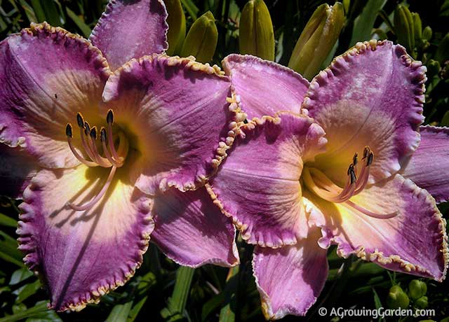 Daylily Spiritual Corridor