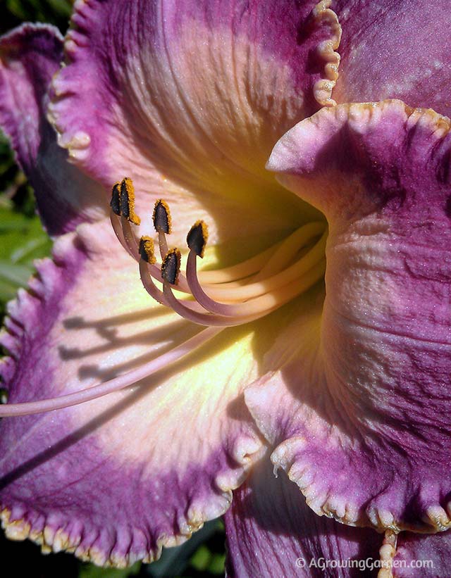 Purple Daylily - Spiritual Corridor