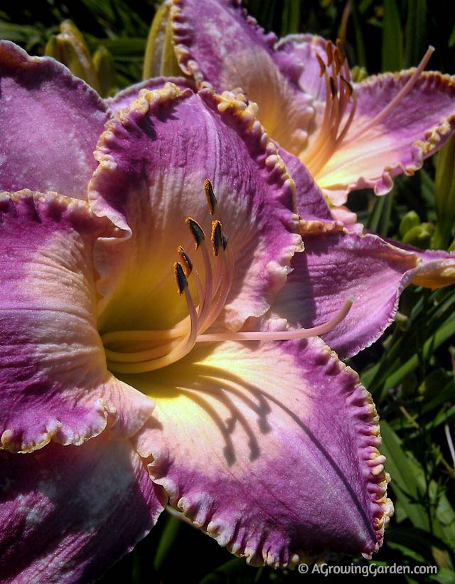 Pink Daylily with Picotee Edge - Spiritual Corridor