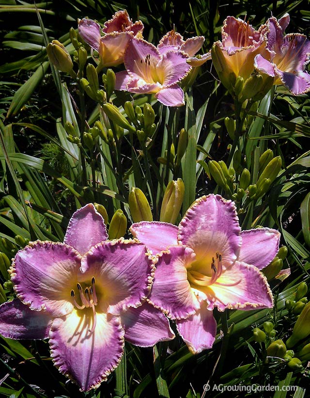 Growing Daylilies