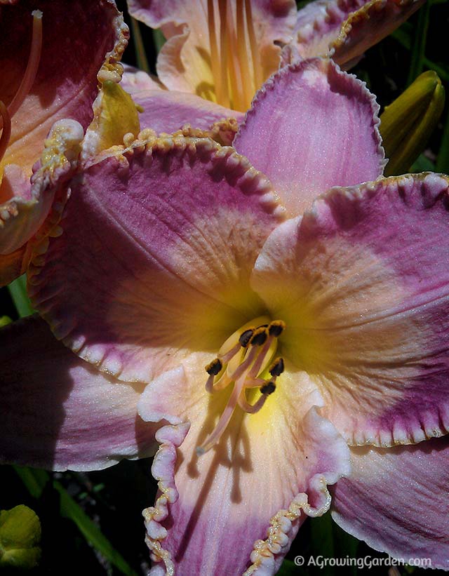 How to Grow Daylilies - Hemerocallis