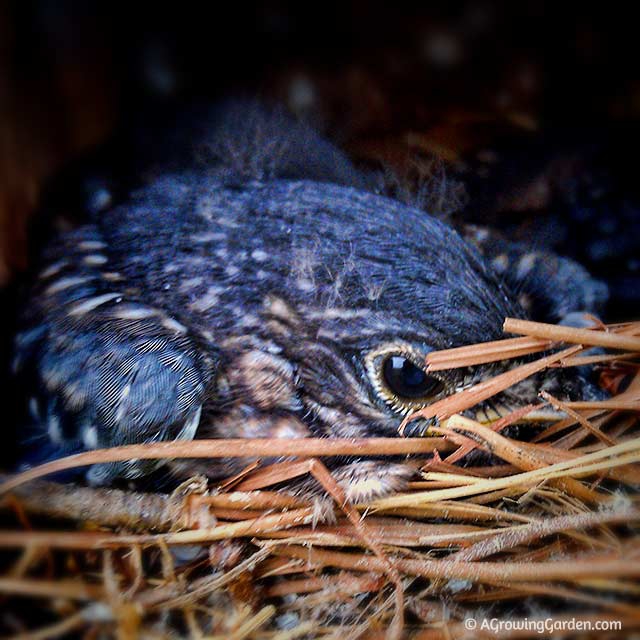 Bluebird Baby 14 Days Old