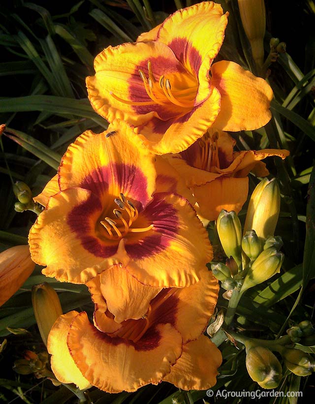 Reblooming Daylilies - Fooled Me