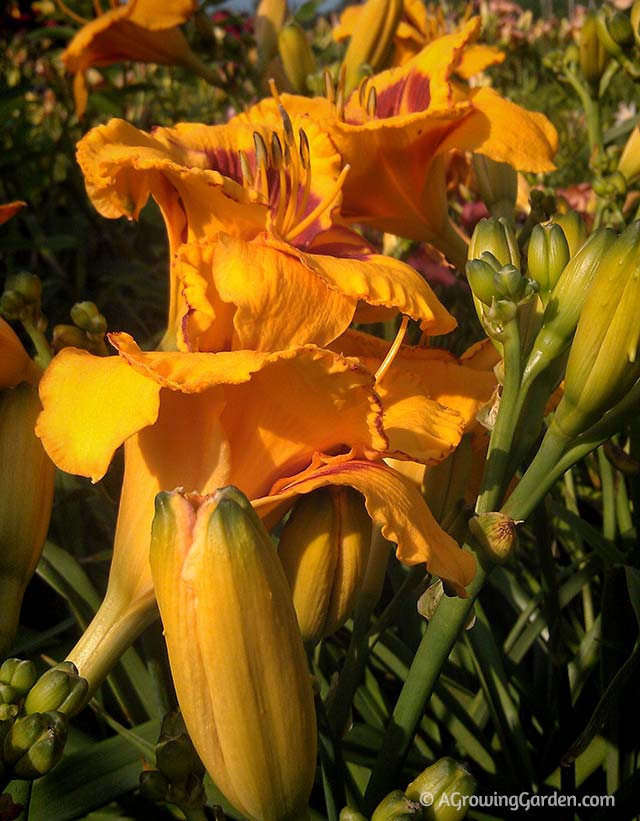 Growing Daylilies - Fooled Me