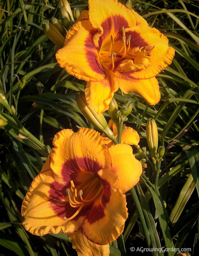 Award Winning Daylily - Fooled Me