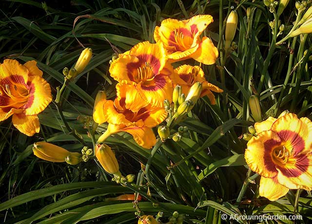 How to Grow Daylilies