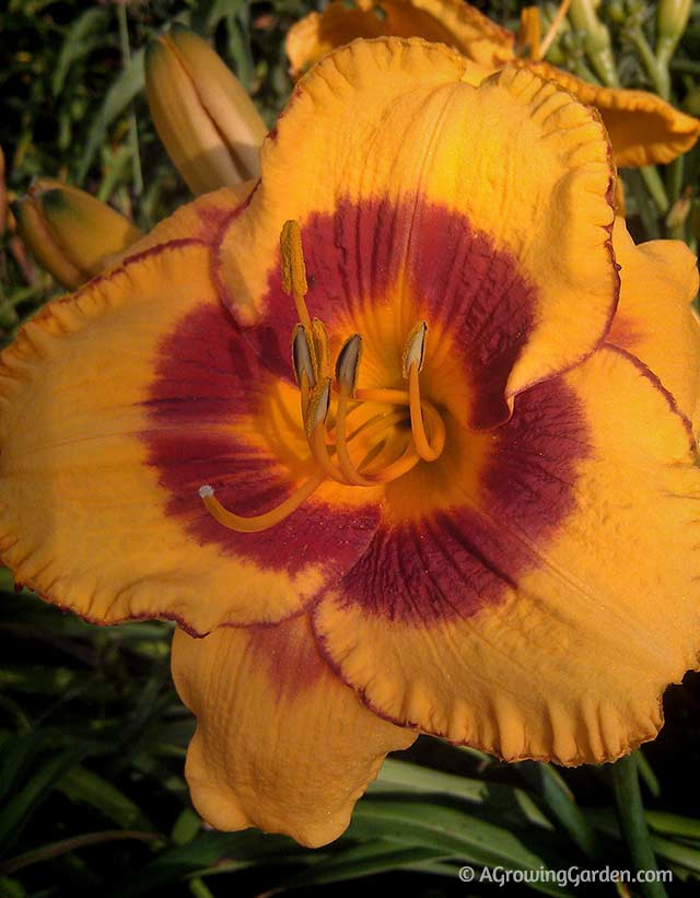 Fooled Me Daylilies