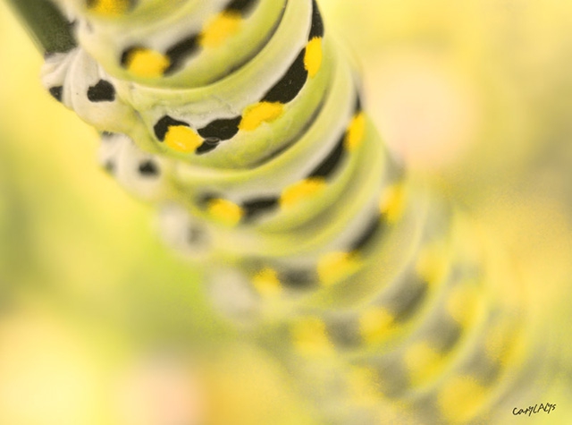 Swallowtail Caterpillar Giclee Print For Sale