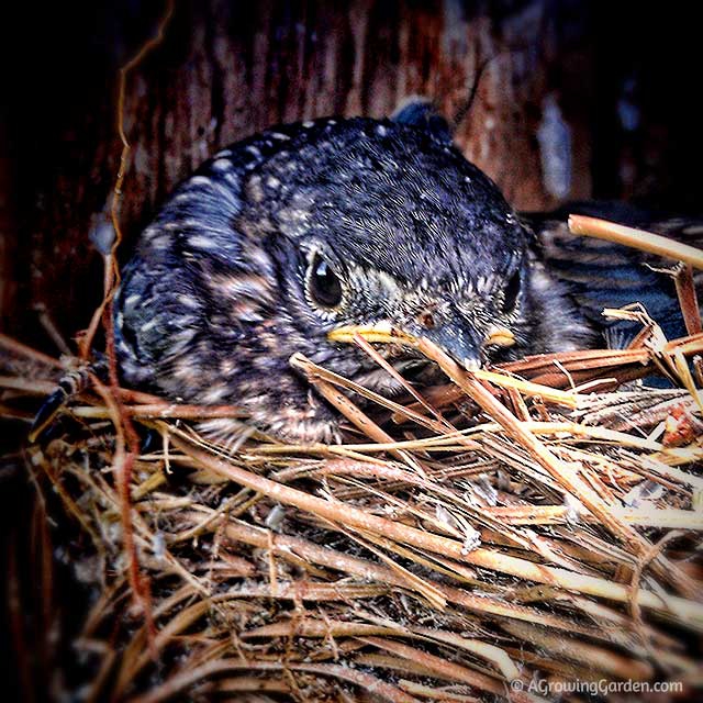 15 Totally Adorable Baby Bluebird Pictures - Birds and Blooms