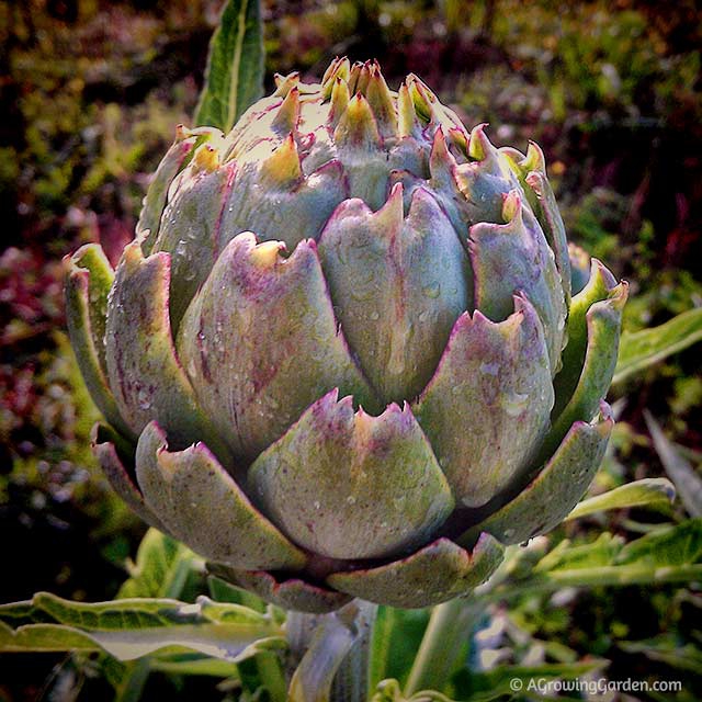 How to Grow Artichokes