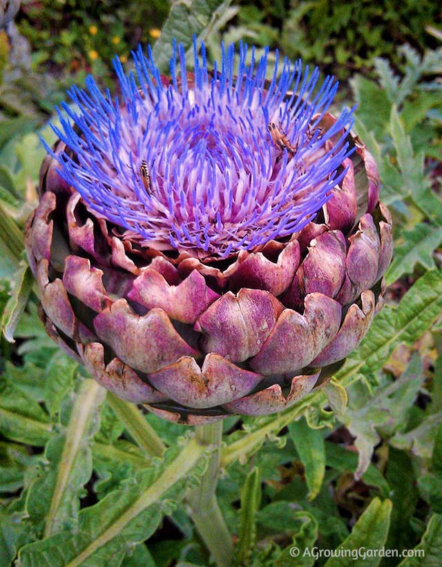 Artichoke Flower