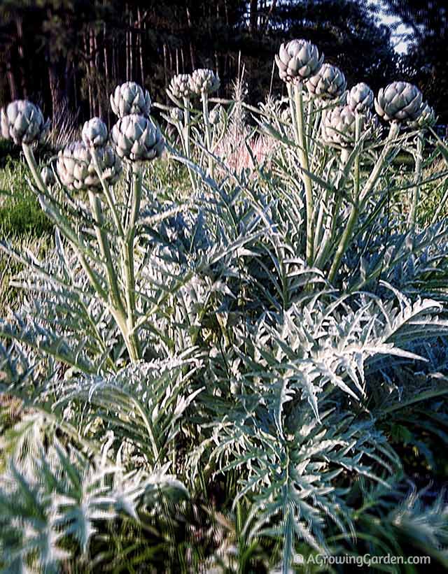 Artichoke Plants Growing in Garden