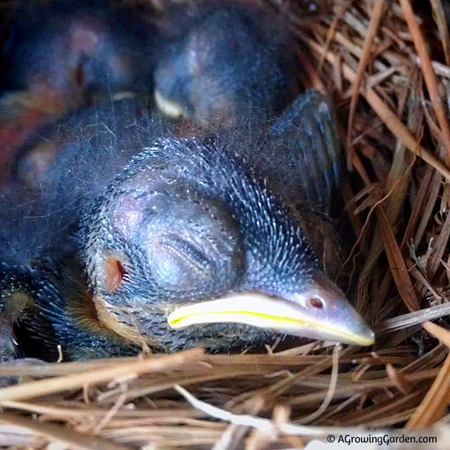 Bluebird Babies - Day 6