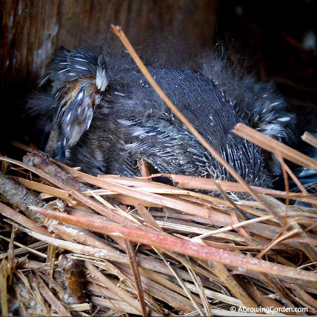 Bluebird Babies - Day 10