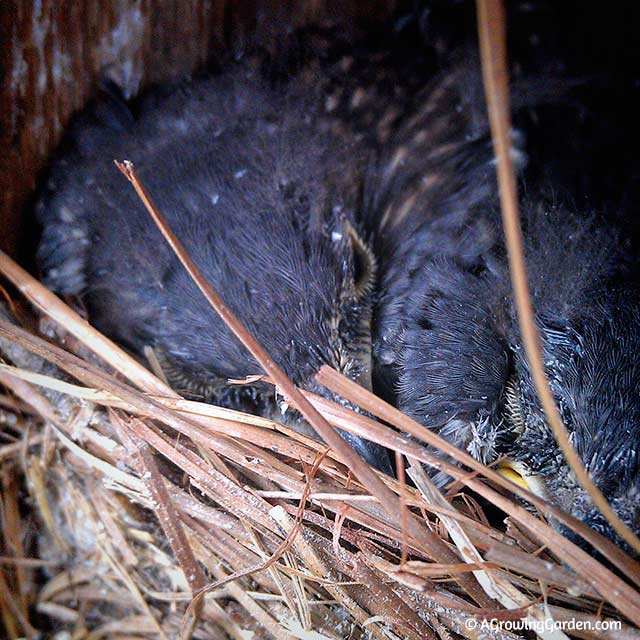 Bluebird Babies - Day 11