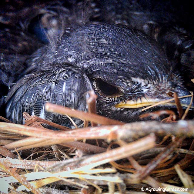 Bluebird Babies - Day 13