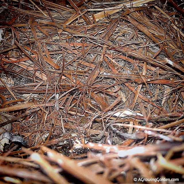 Bluebird Nest - Day 16 Empty Nest