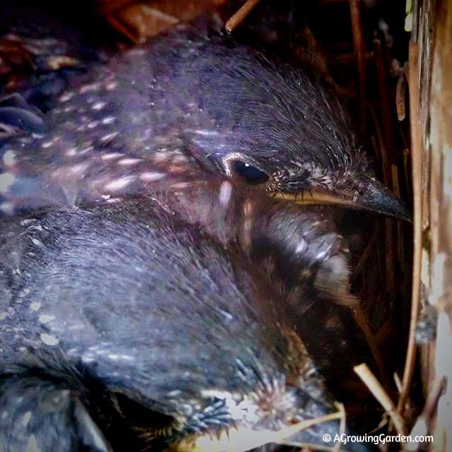 Bluebird Babies - Day 12