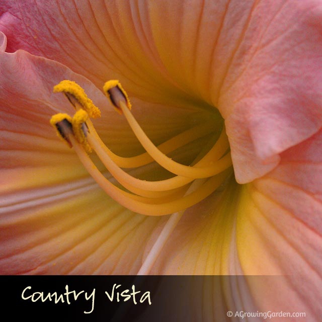 Country Vista Daylily