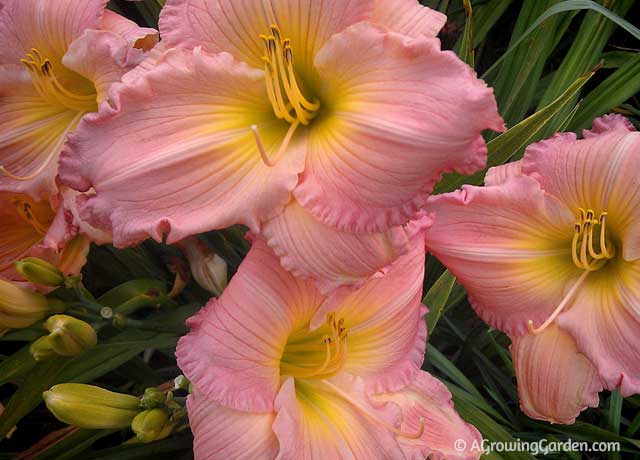 Pink Daylilies