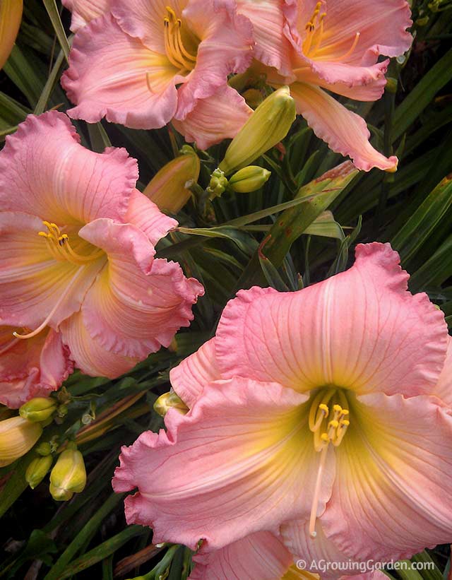 Growing Daylilies - Pink Hemerocallis