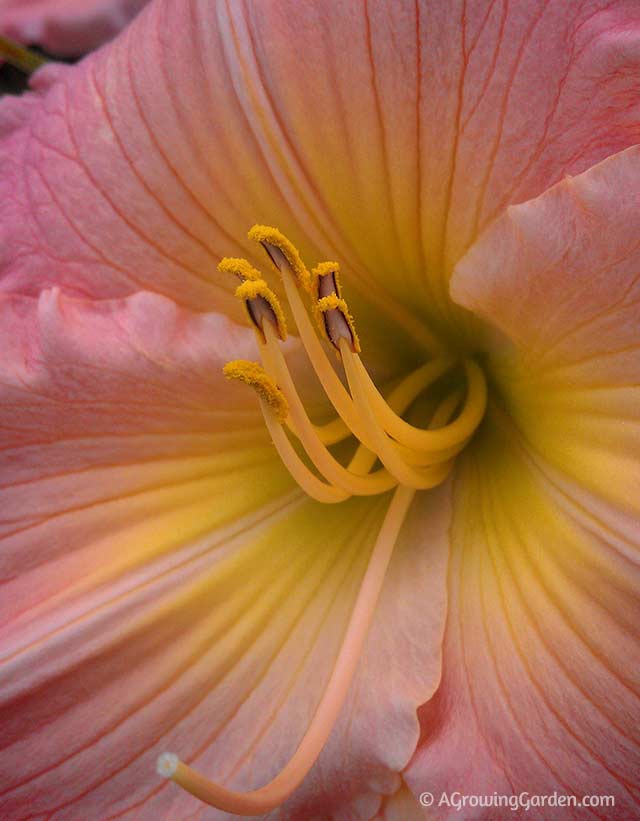 Soft Pink Daylily - Country Vista