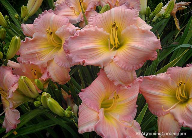 How to Grow Daylilies 