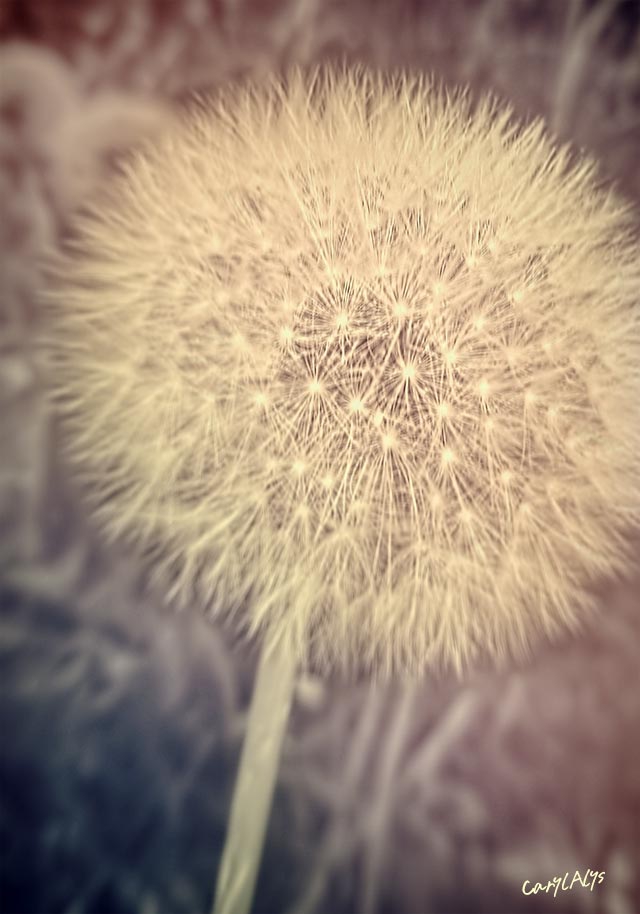 A Dandelion Farmer