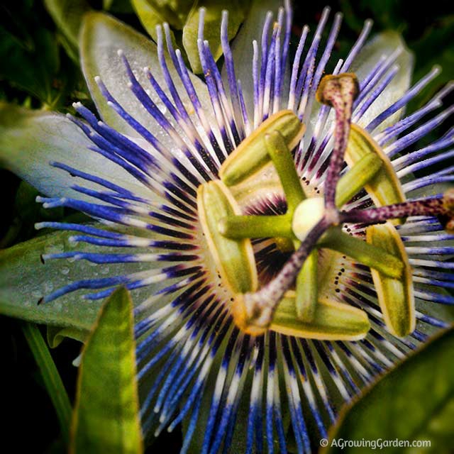 Blue Passionflower